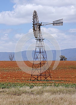 Sorghum field near Quirindi