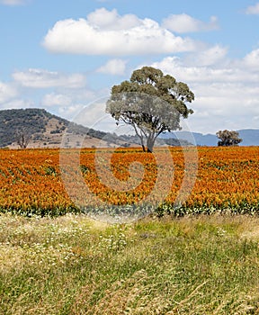 Sorghum field near Quirindi