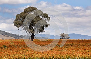 Sorghum field near Quirindi