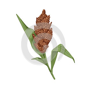 Sorghum, field plant with flower, grains. Vintage botanical drawing of blooming cereal crop with seeds, leaf. Realistic