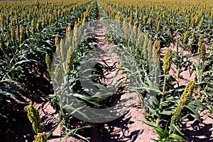 Sorghum Field Rows