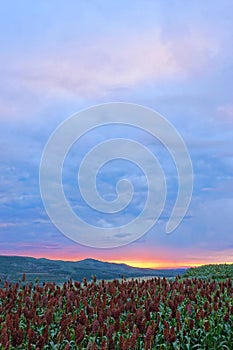 Sorghum field scenery