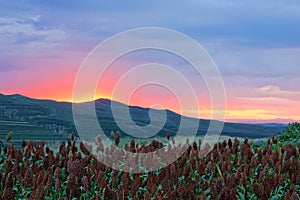 Sorghum field scenery