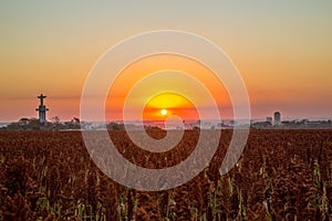 Sorghum field sunset background