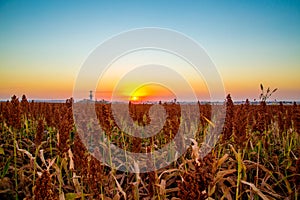 Sorghum field sunset background