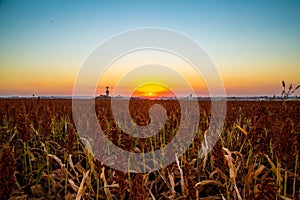 Sorghum field sunset background