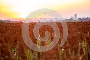 Sorghum field sunset background