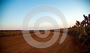 Sorghum field sunset background