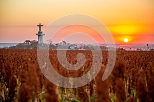 Sorghum field sunset background