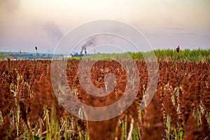 Sorghum field sunset background