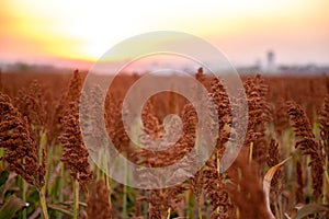 Sorghum field sunset background