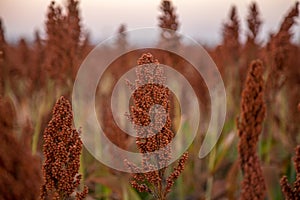 Sorghum field sunset background