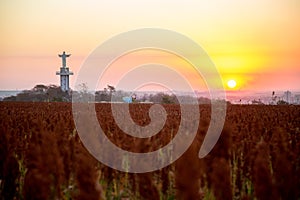 Sorghum field sunset background