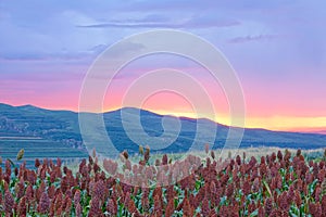 Sorghum field in sunset glow