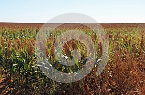 Sorghum field