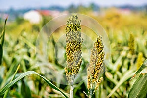 Sorghum fields in Kinmen