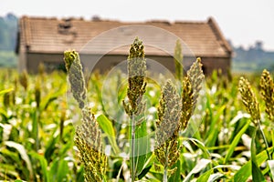 Sorghum fields in Kinmen