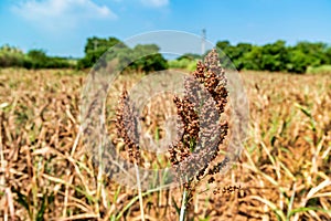 Sorghum fields in Kinmen