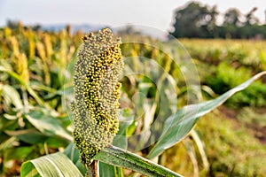 Sorghum fields in Kinmen