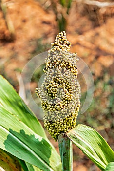 Sorghum fields in Kinmen