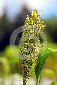 Sorghum is a genus of about 25 species of flowering plants in the grass family Poaceae