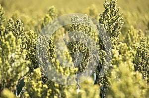 Sorghum grain seed heads