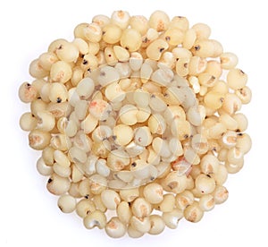 Sorghum Grains