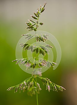 Sorghum halepense beautiful deep rhizome perennial herbaceous plant
