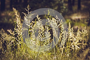 Sorghum halepense