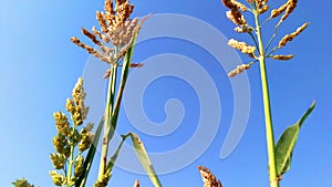 Sorghum janera blue background