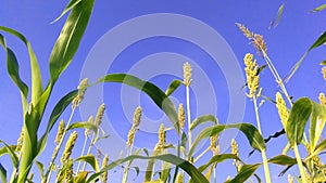 Sorghum janera crop with blue sky snap