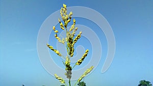 Sorghum janera fruit buds blue background