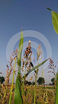 Sorghum janera grass