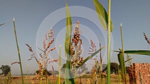 Sorghum janera grass fruit buds