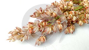 Sorghum janera grass fruits close up