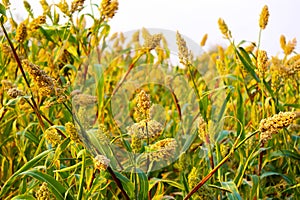 sorghum or jowar grain field.