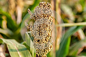 Sorghum mature  in  Kinmen