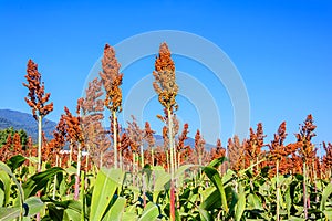 Sorghum.