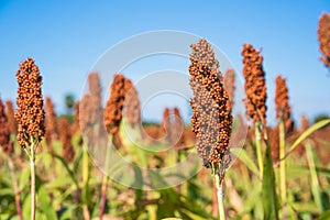 Sorghum or Millet field agent blue sky