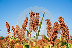 Sorghum or Millet field agent blue sky