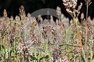 Sorghum or millet plants in the field