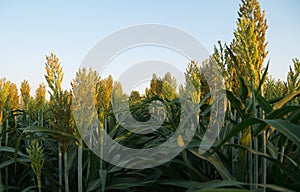 Sorghum named also jowari, millet, milo or durra.