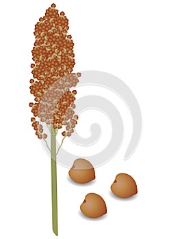 Sorghum panicle with seeds on a white background.