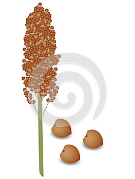 Sorghum panicle with seeds on a white background. photo