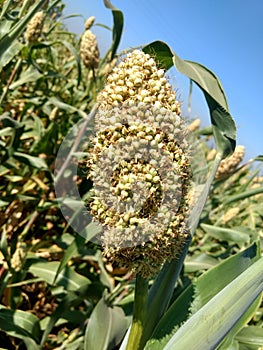 Sorghum plant also known as Jowar crop in Indian subcontinent