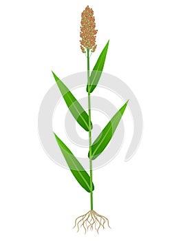 Sorghum plant with roots isolated on white background.