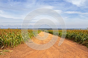 A sorghum plantation on a farm in Goias.