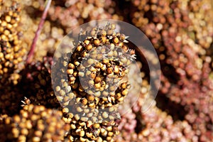 Sorghum Seedheads  836616 photo