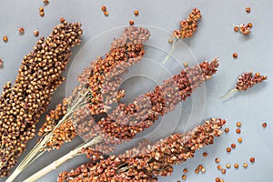 Sorghum on silver-gray background. top view