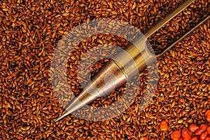 Sorghum sudangrass seed